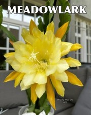 Epiphyllum MEADOWLARK - Très