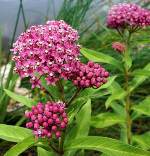 Set pink milkweed - set, 2