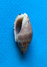 Lyria pauljohnsoni 30,3 mm