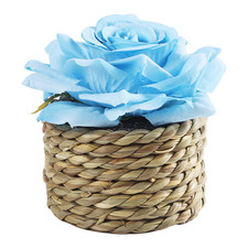Pivoine en pot style plante