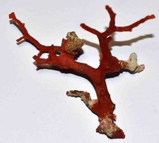 CORAIL ROUGE DE MEDITERRANEE - 1 BRANCHE DE 95/89mm - 13gr