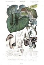 Aristolochia Sipho Vent Amérique Du Nord Botanique Table en Acier Orbigny 1849