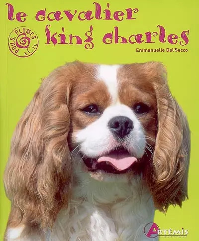 Cavalier king charles - cavalier,