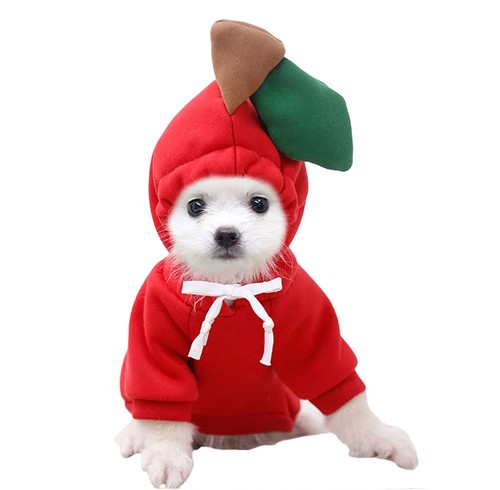 Chiot chien capuche - chiot, à