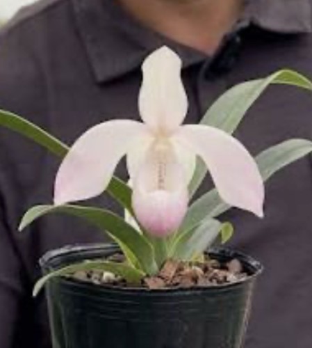 Phragmipedium hugo medina - phragmipedium,