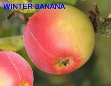 Pommier greffé (forte