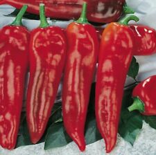 POIVRON CORNE DE TAUREAU