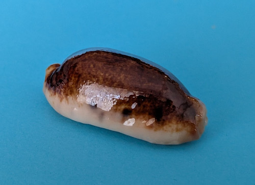 Cypraea caurica niger - , 41,8