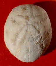 OURSIN FOSSILE ÉOCÈNE D'ESPAGNE , ECHINOLAMPAS