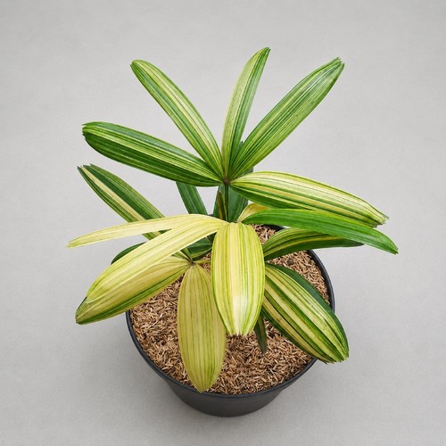 Rhapis excelsa variegated - excelsa,