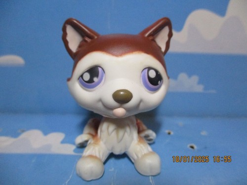 Petshop chien husky 427 - petshop, /