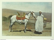 Algérie cheval arabe - algérie,