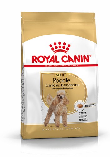 Caniche adulte sec chien - adulte,