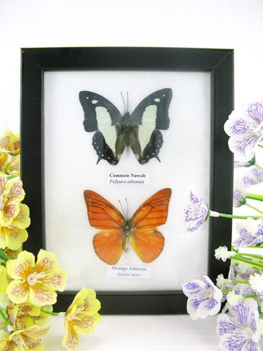 Vrais beaux papillons - vrais,