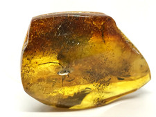 PIECE AMBRE avec insecte