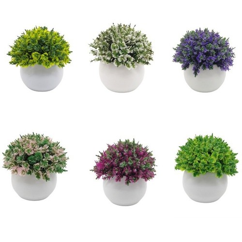 Petite plante bonsaï pin