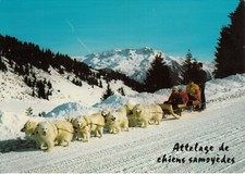 Carte postale 10cmX15cm SAVOIE COL DES SAISIES attelage de chiens samoyèdes éc.