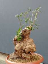 Bonsaï olivier 40 x 30 cm en