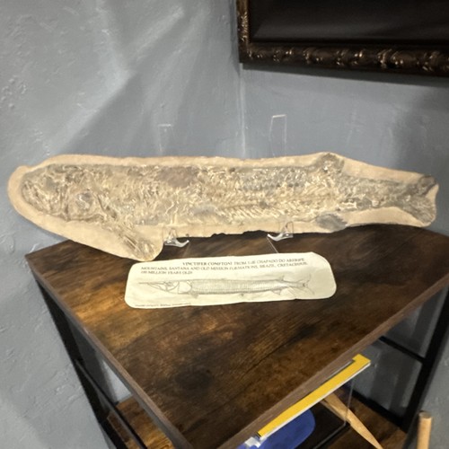 Vinctifer fish fossil - fish, in