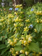 Lamier jaune lamium - lamier,