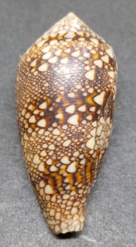 Conus canonicus - conus,