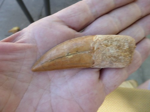 Dent fossilisee - dent, de