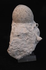 Oursin fossile sur gangue Echinocorys sulcatus Dalbyover Danemark Danien 385g