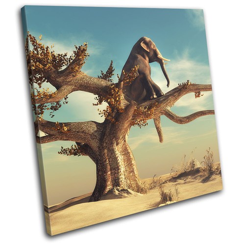 Elephant tree desert - tree,