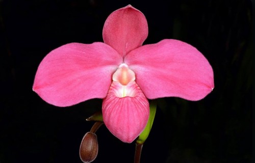 Phragmipedium eugene banzinger - phragmipedium,