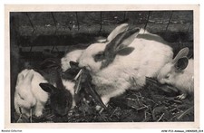 AVWP13-0721-ANIMAUX - Lapins