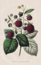 Framboisier Himbeere Rubus