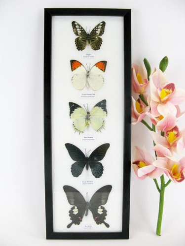 Papillons taxidermie cadre - -,