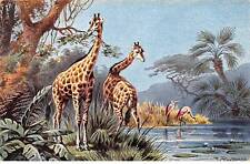 Illustrateur - n°86322 - F