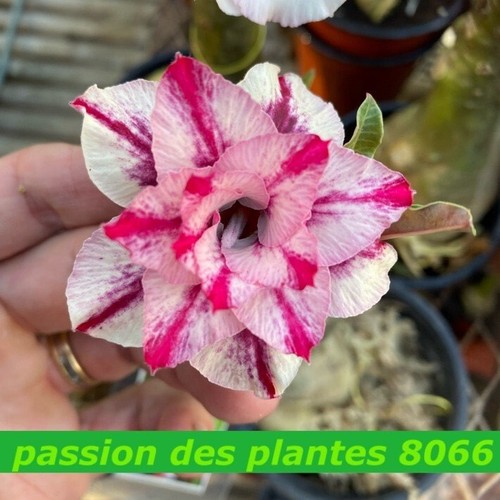 Adenium obesum 8066 graines - 8066,