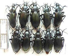 Carabus megodontus purpurascens bicinctus (10 ex) from FRANCE