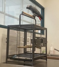 cage transport Oiseaux 