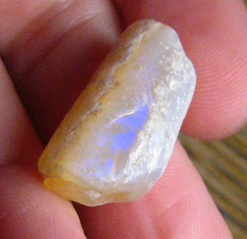 Fossile pipe belemnite - o&co,