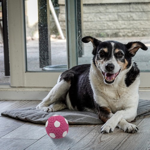 Jouet interactif pour chien - interactif,