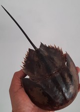 curiosité , taxidermie ,Coquillage : limule naturalisée #5