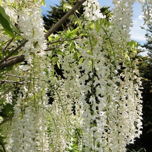 Glycine blanche alba pot - alba, 3l