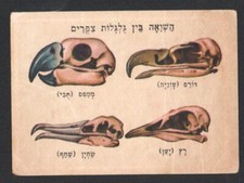 Carte crâne d'oiseau du jeu