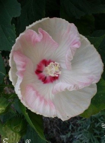 Hibiscus des marais - ♫,