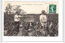 LEMONON-DUCOTE : vendanges