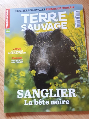 Terre sauvage 418 sanglier - terre,