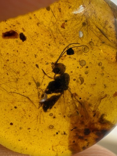 Insecte fossile crétacé - du,