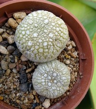 PSEUDOLITHOS MIGIURTINUS X2
