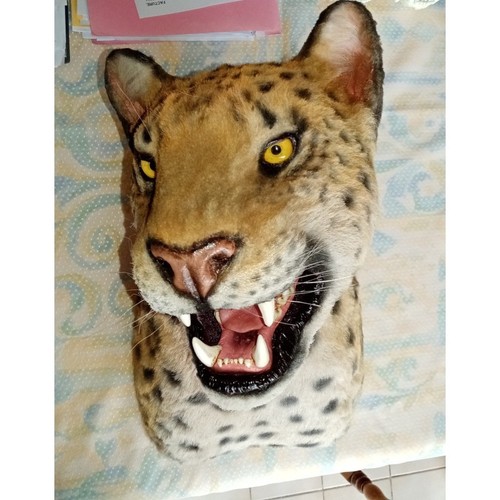 Taxidermie réplique trophée - ,