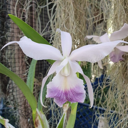 Laeliocattleya canhaniama - laeliocattleya,