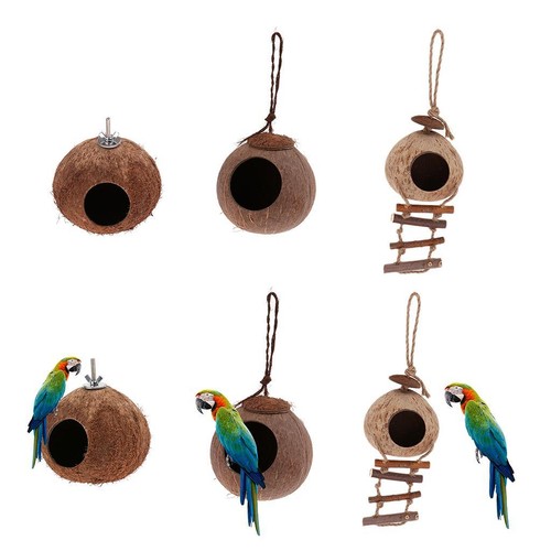 Oiseau perroquet perruche