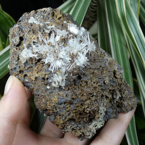 Aragonite aciculaire calcite - aragonite,